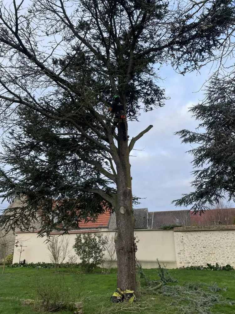 Abattage d’un cedre bleu webp