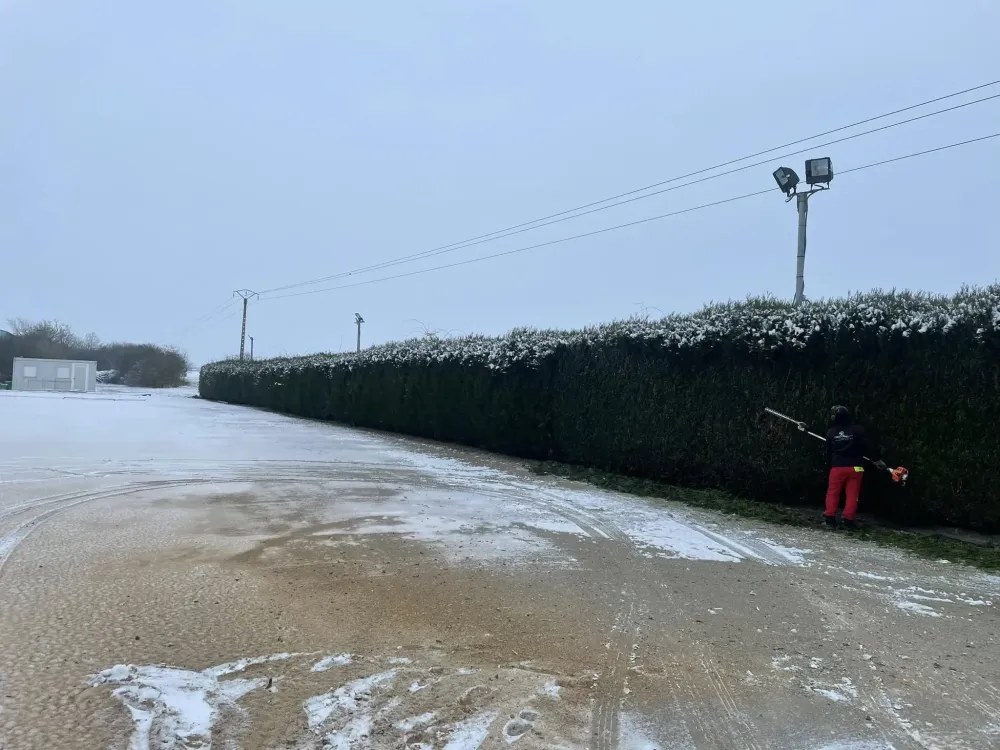 Rabattage d’une dune haie de thuywebp